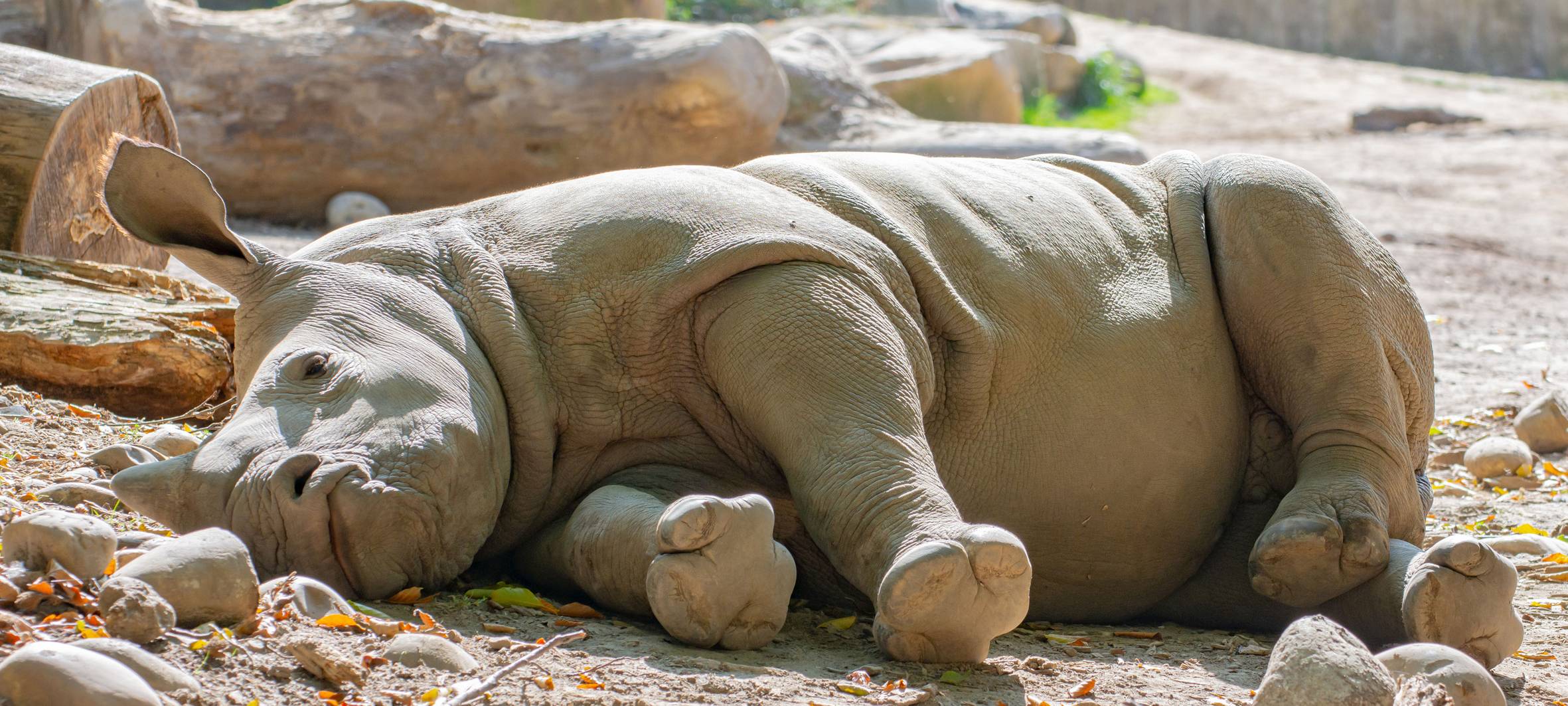 Willi döst in der Sonne