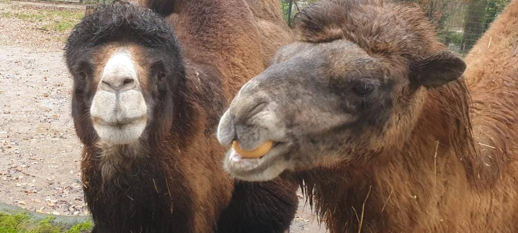 Tier der Woche: Trampeltiere im Dortmunder Zoo