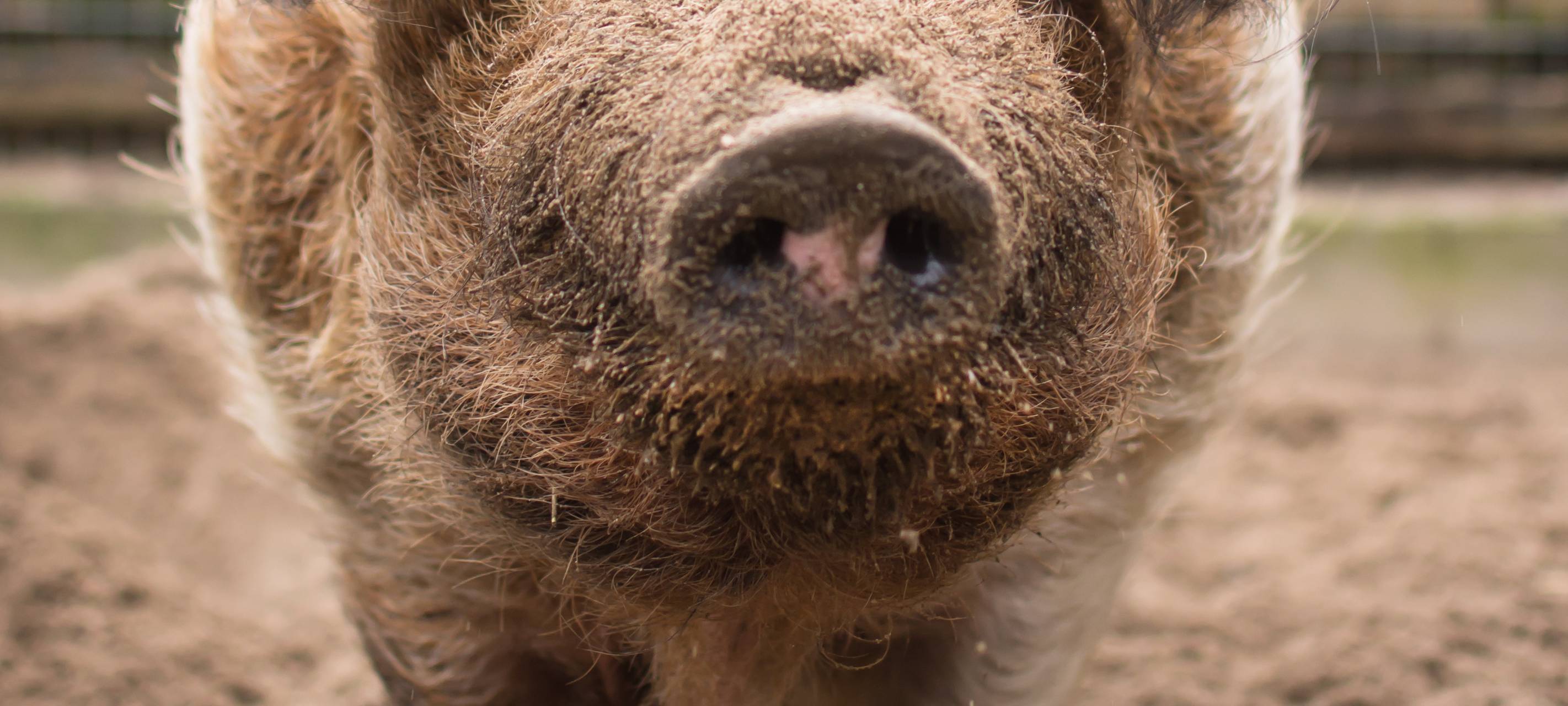 Tier der Woche: Husumer Protestschwein Herbert