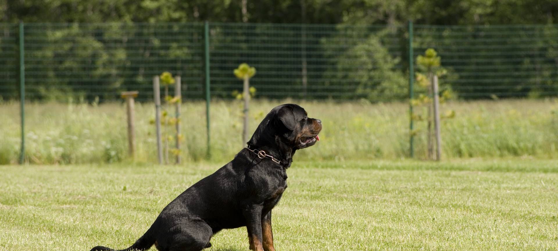Dortmunder Polizei setzt Taser gegen Hund ein