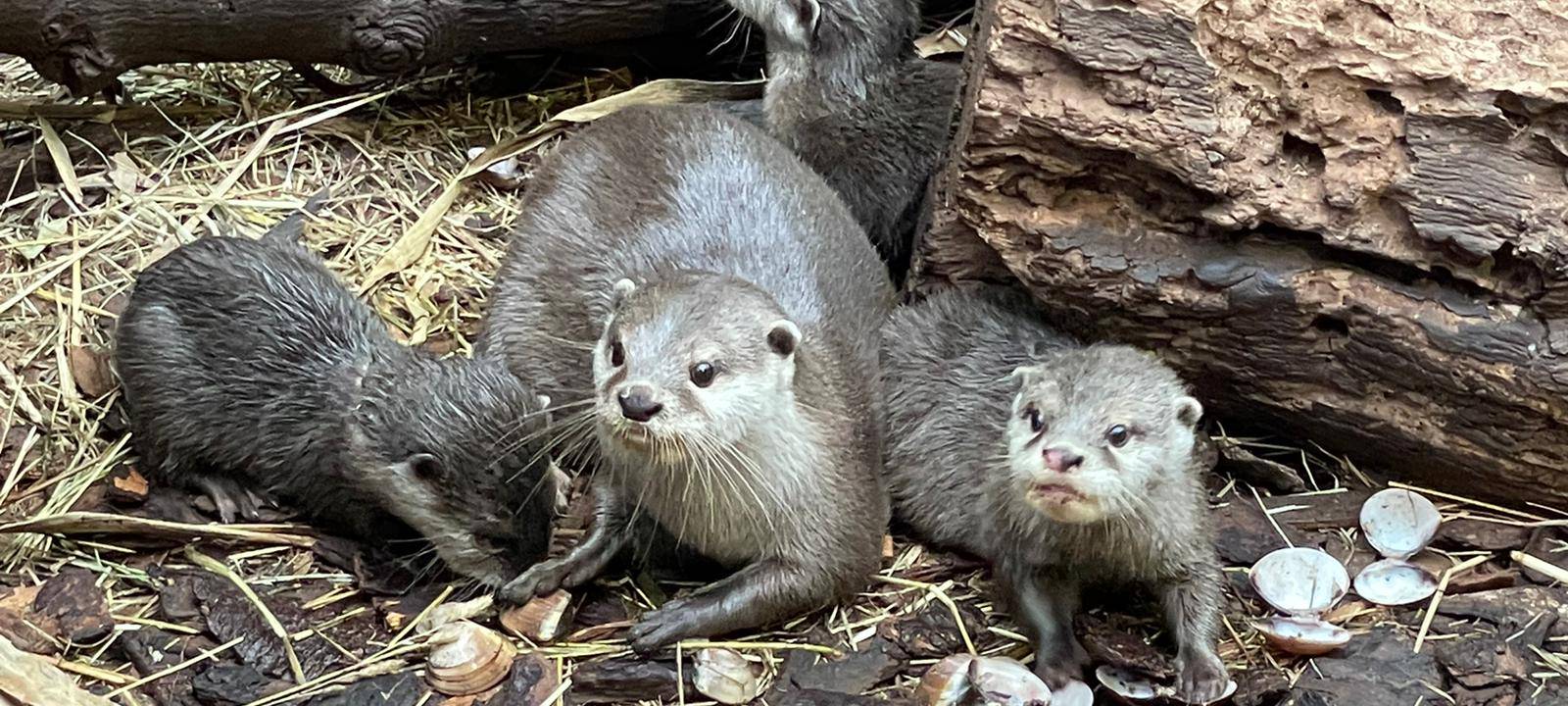 Dortmunder Zoo öffnet wieder