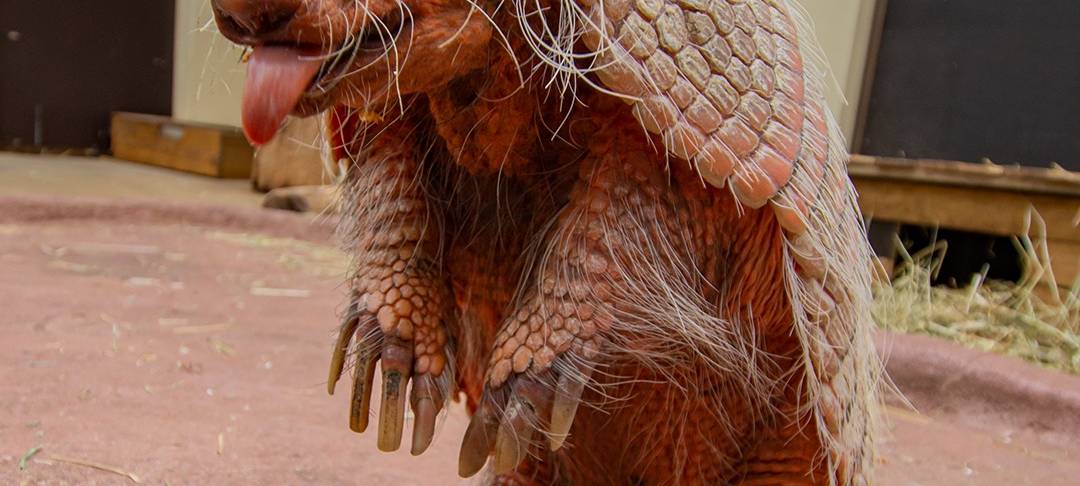 Tier der Woche: Gürteltier Kasimir aus dem Dortmunder Zoo