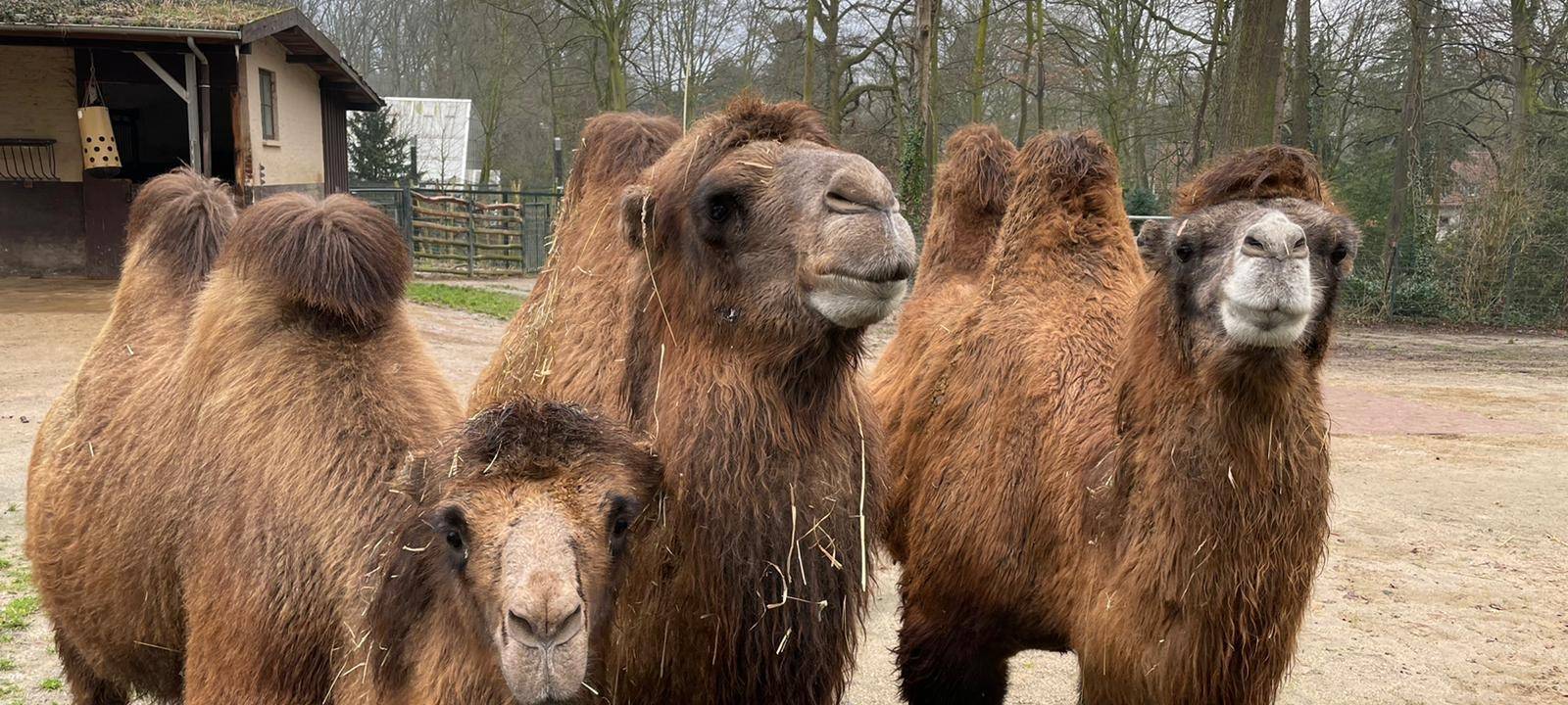 Dortmunder Zoo: Tiere im Lockdown