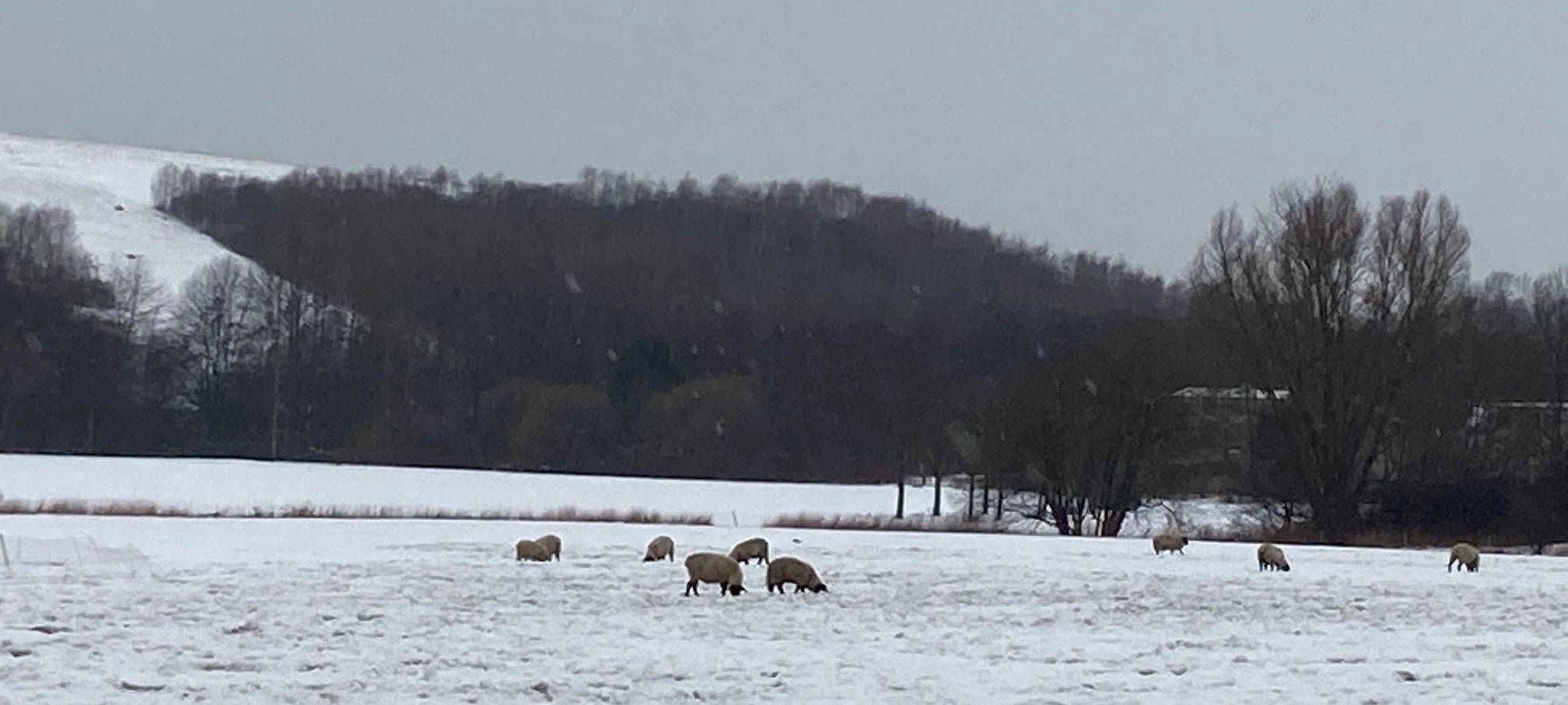 Schafe in Not: Schäfer in Dortmund im Visier von Tierschützern