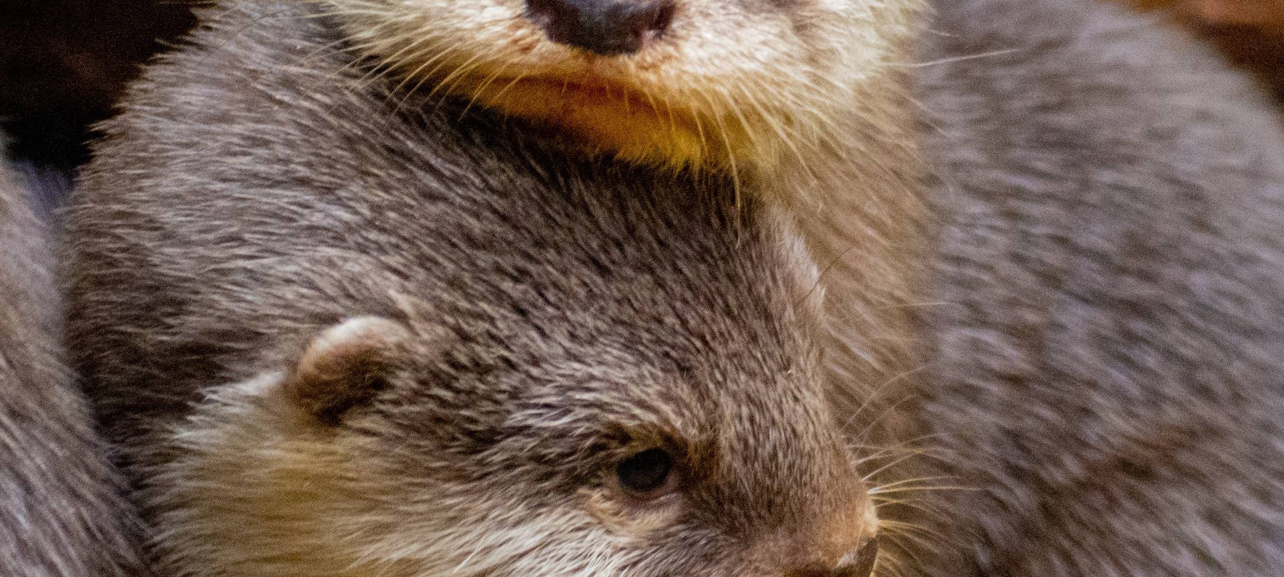 Tier der Woche: Zwergotter aus dem Dortmunder Zoo