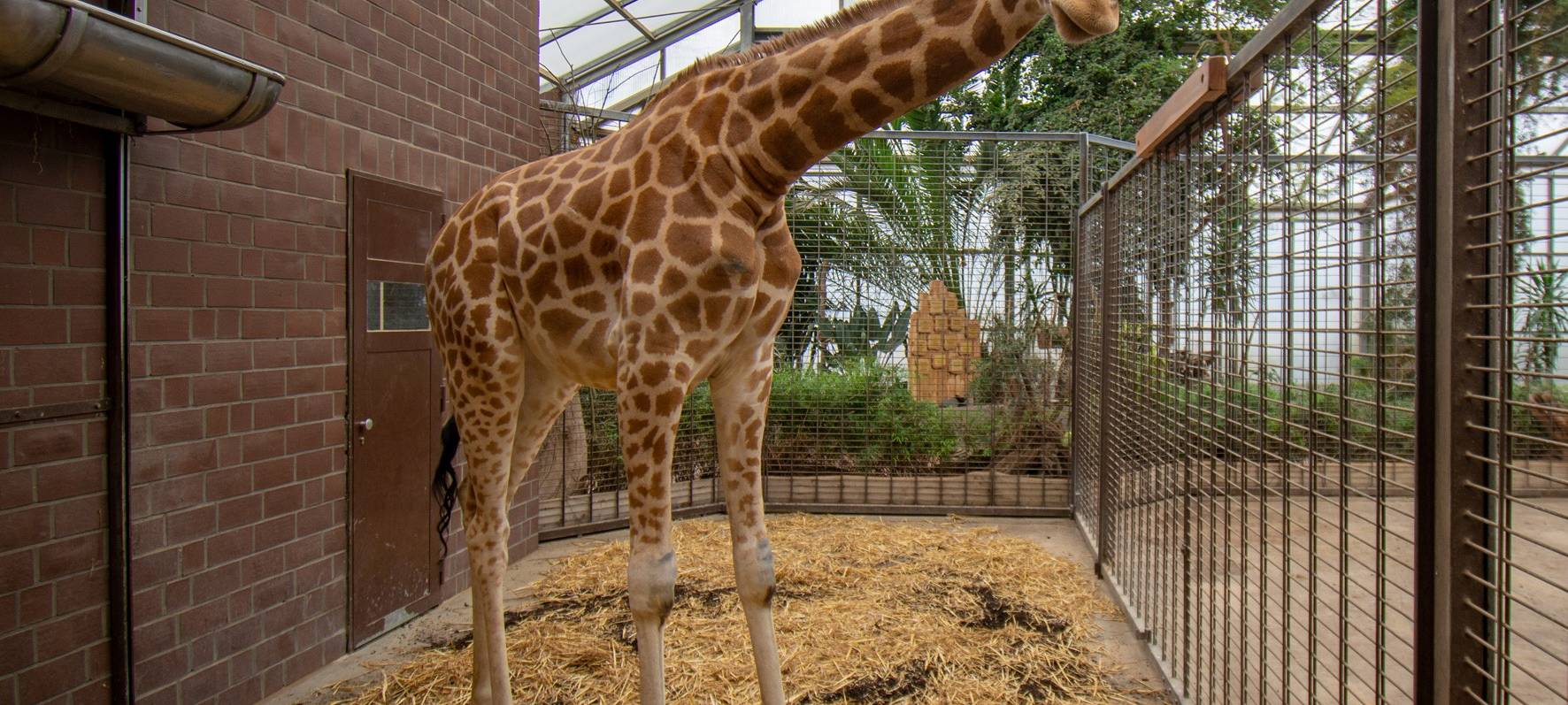Giraffen-Nachwuchs Maoli im Zoo Dortmund eingetroffen