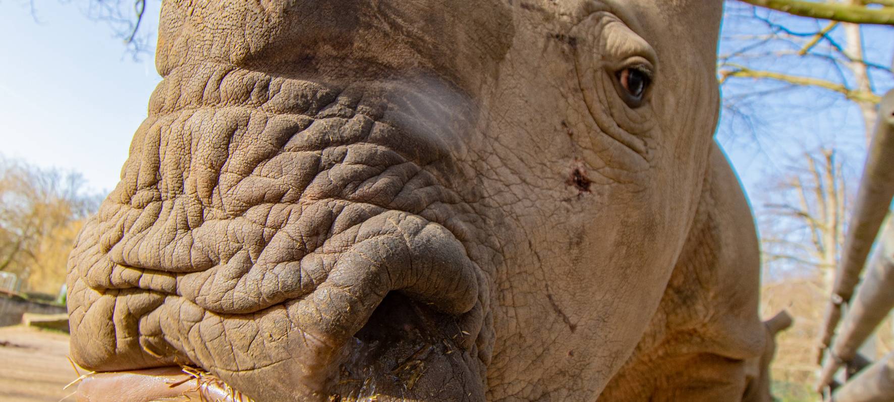 Dortmunder Zoo: Nashorn Willi ist tot