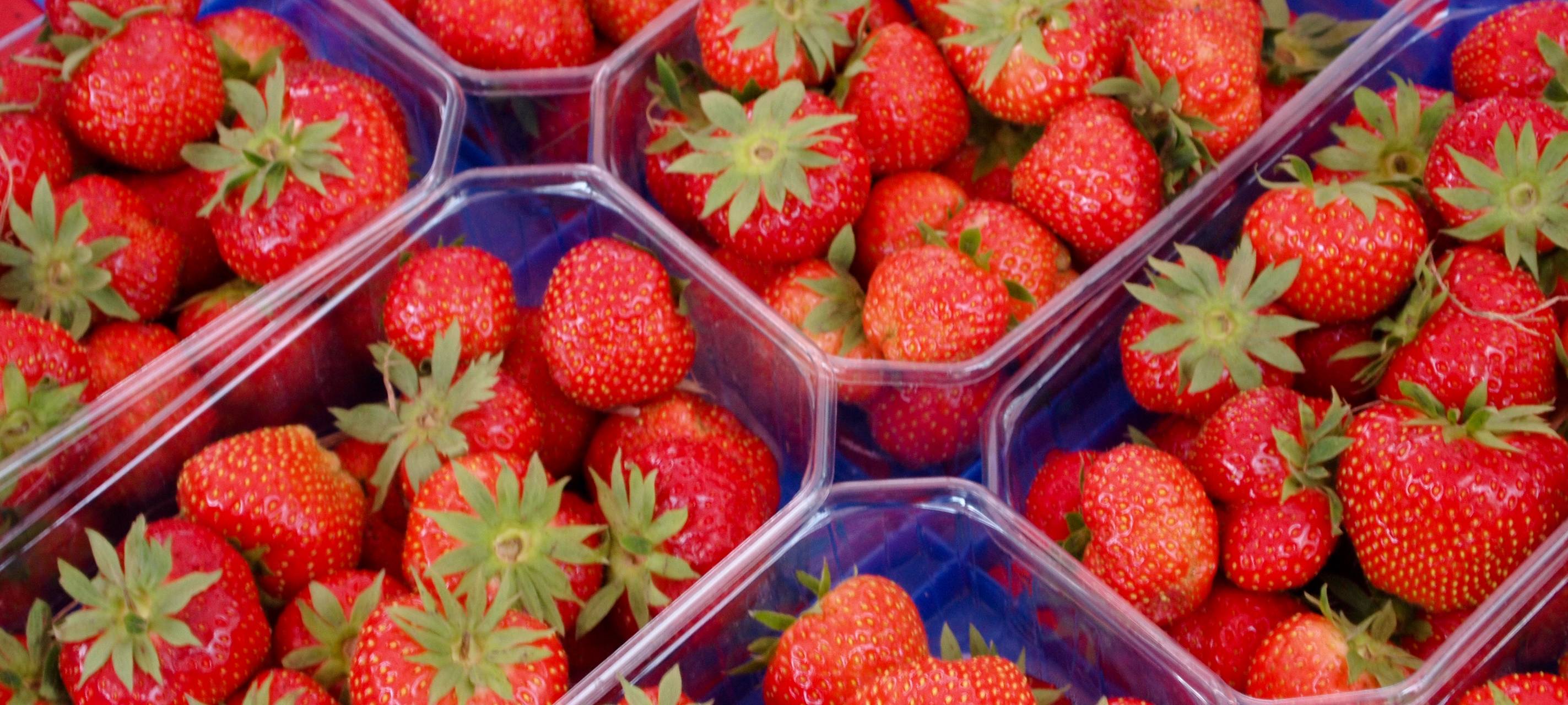 Erdbeerernte auf Hof Mertin