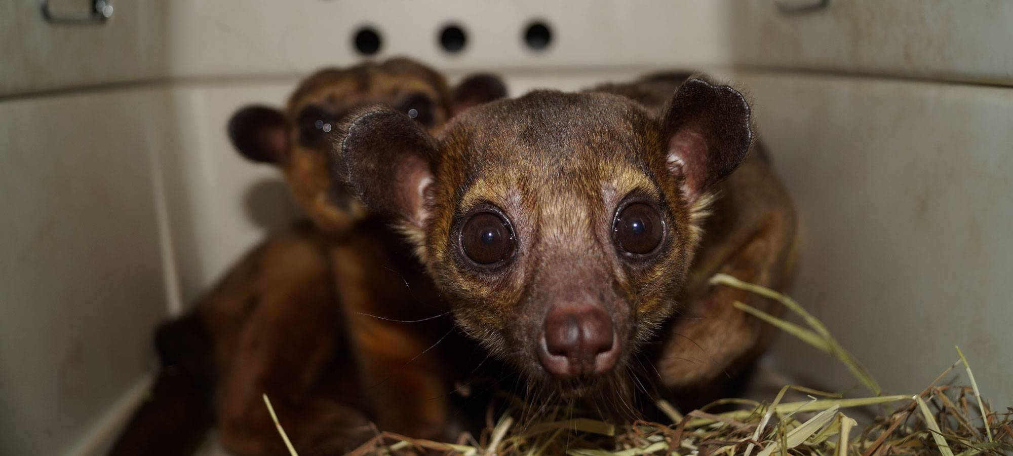 Neue Tierart im Dortmunder Zoo