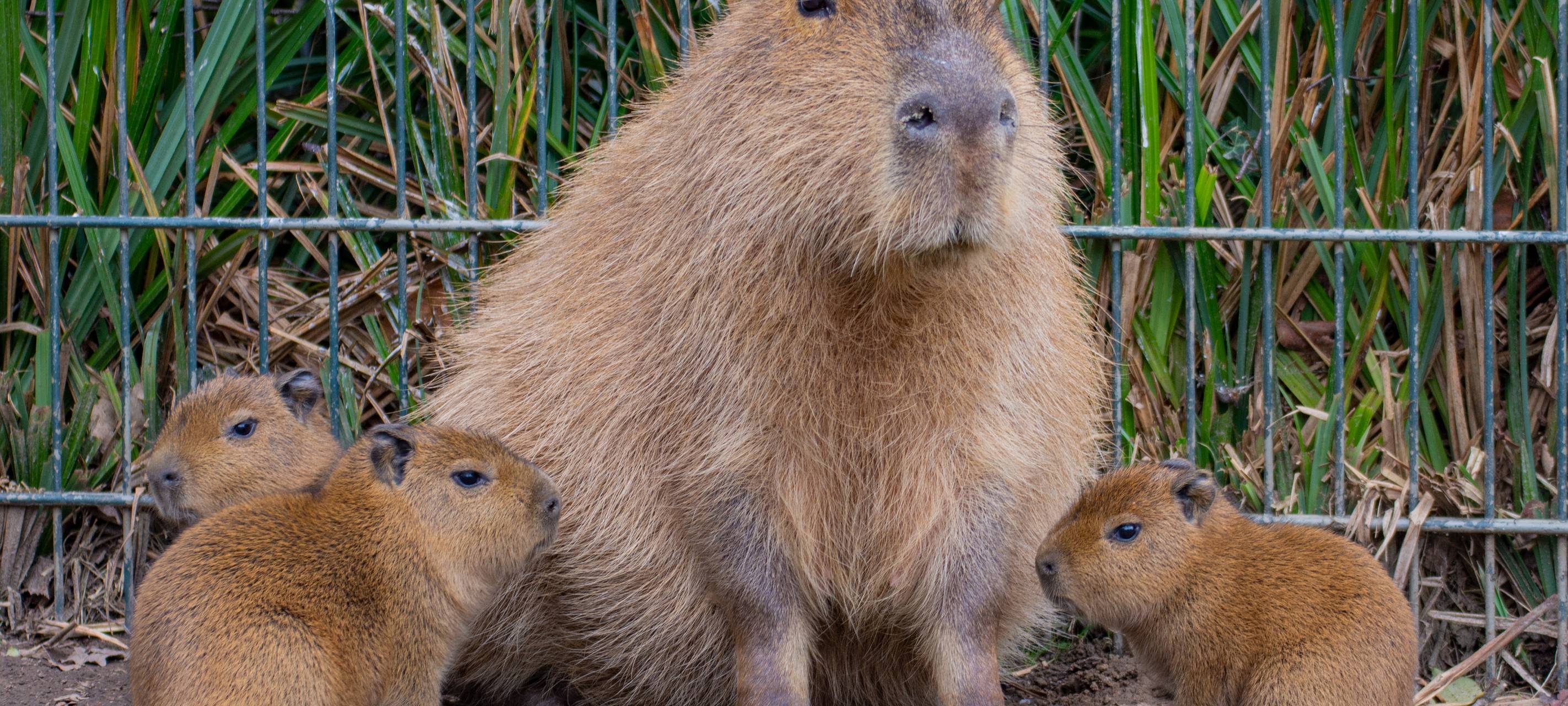 Tier der Woche: Capybaras im Dortmunder Zoo