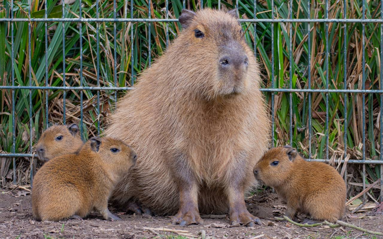 Tier der Woche Capybaras im Dortmunder Zoo Radio 91.2 Tier der Woche Capybaras im Dortmunder Zoo Radio 91.2