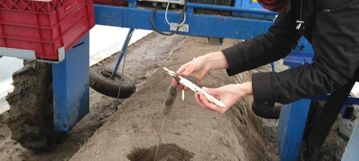 Spargelernte in Lünen