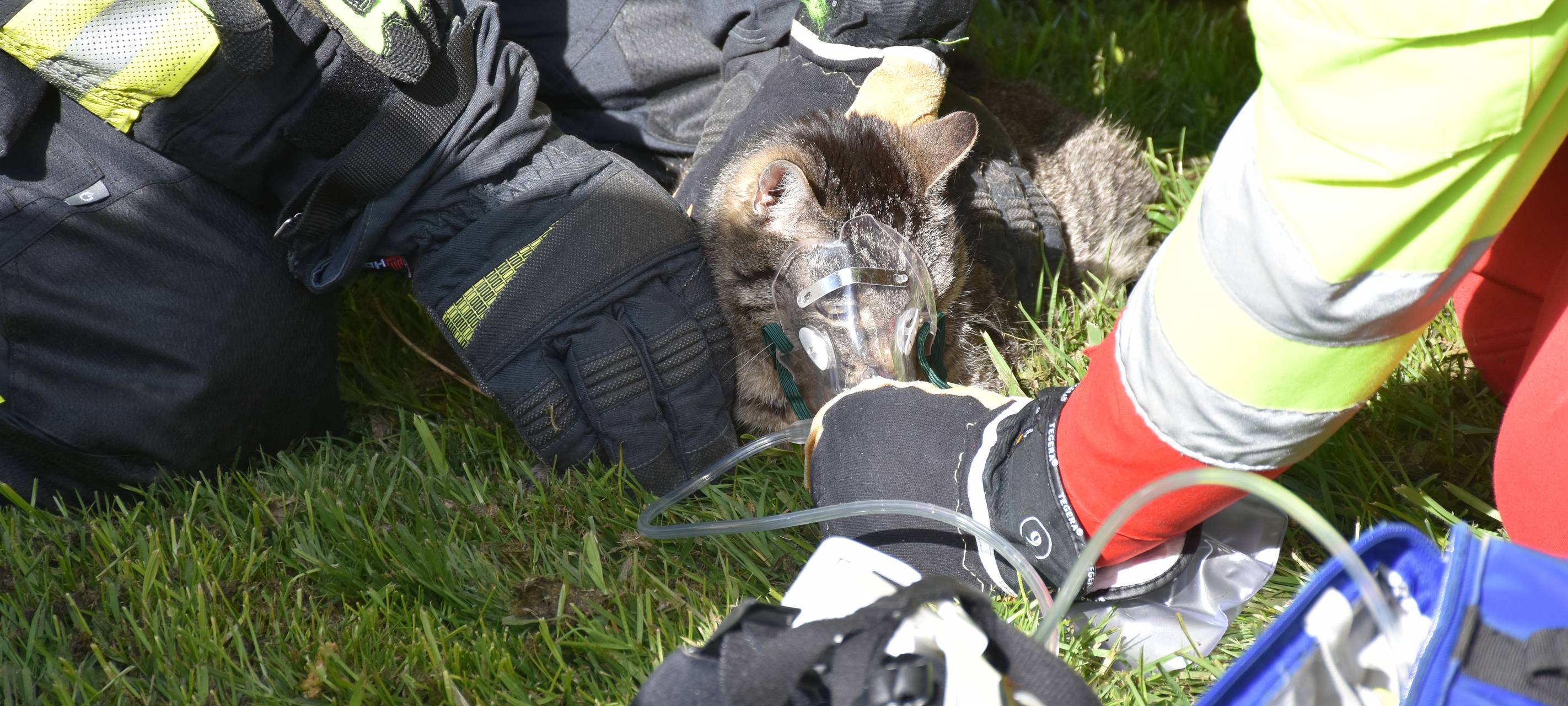 Feuerwehr Dortmund rettet Tiere aus brennender Wohnung