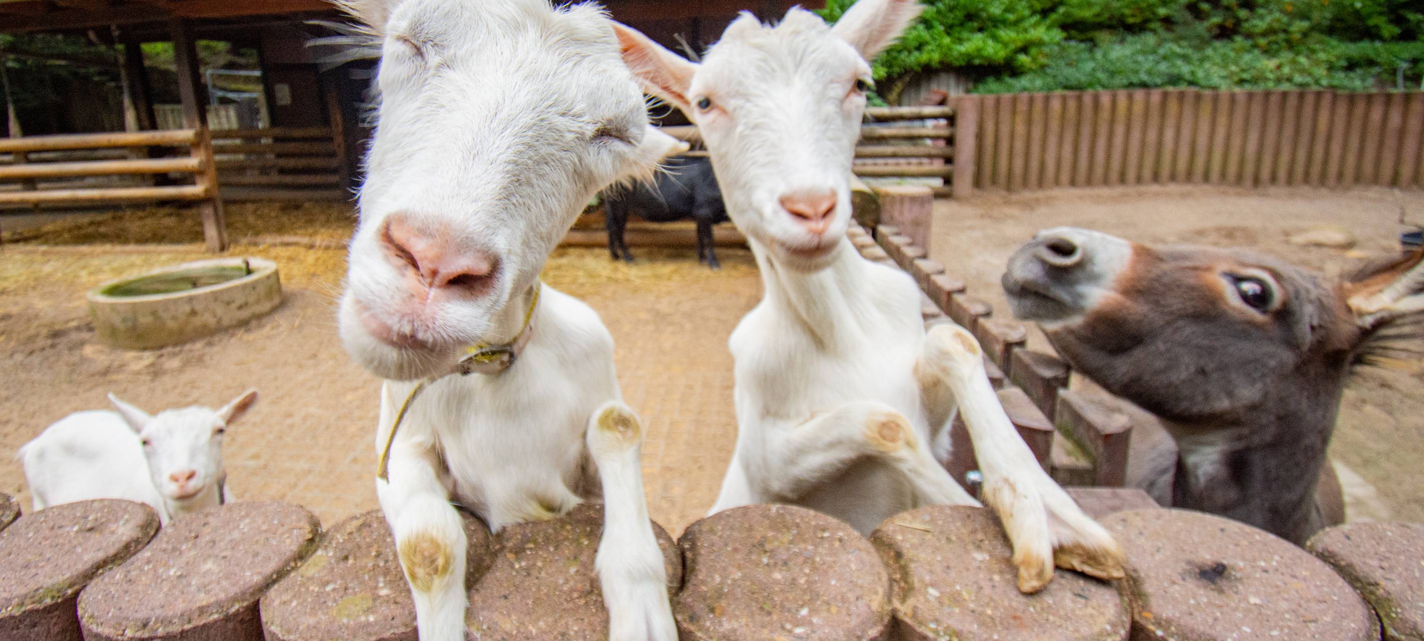 Tier der Woche: Deutsche Edelziegen im Dortmunder Zoo