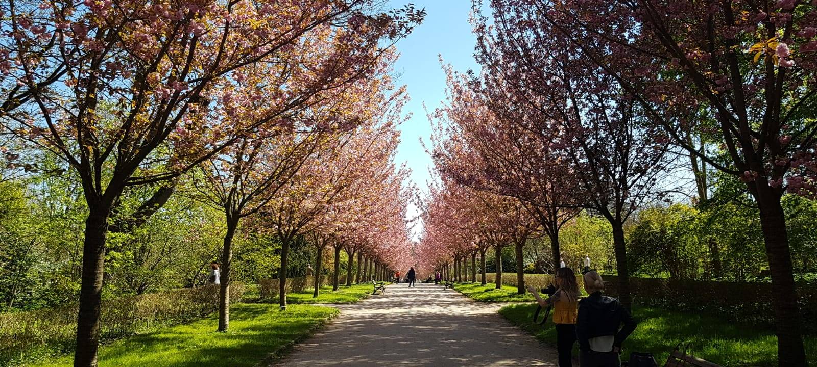 Kirschblütenpracht im Dortmunder Rombergpark