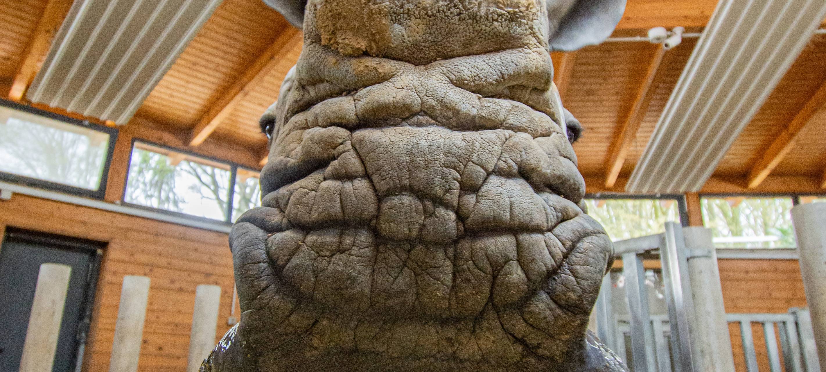 Tier der Woche: Nashorn Natala aus dem Dortmunder Zoo