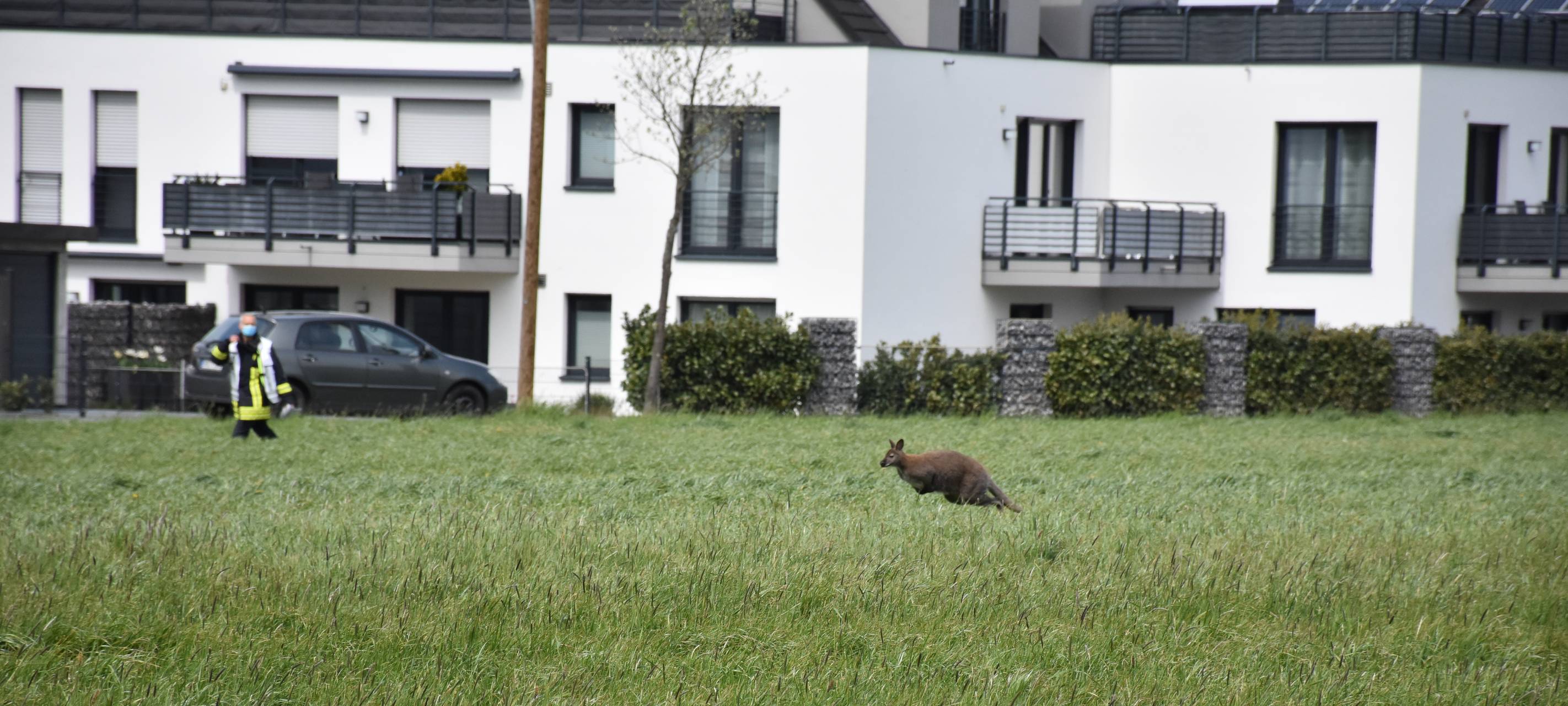 Dortmund: Feuerwehr muss Kängurus einfangen