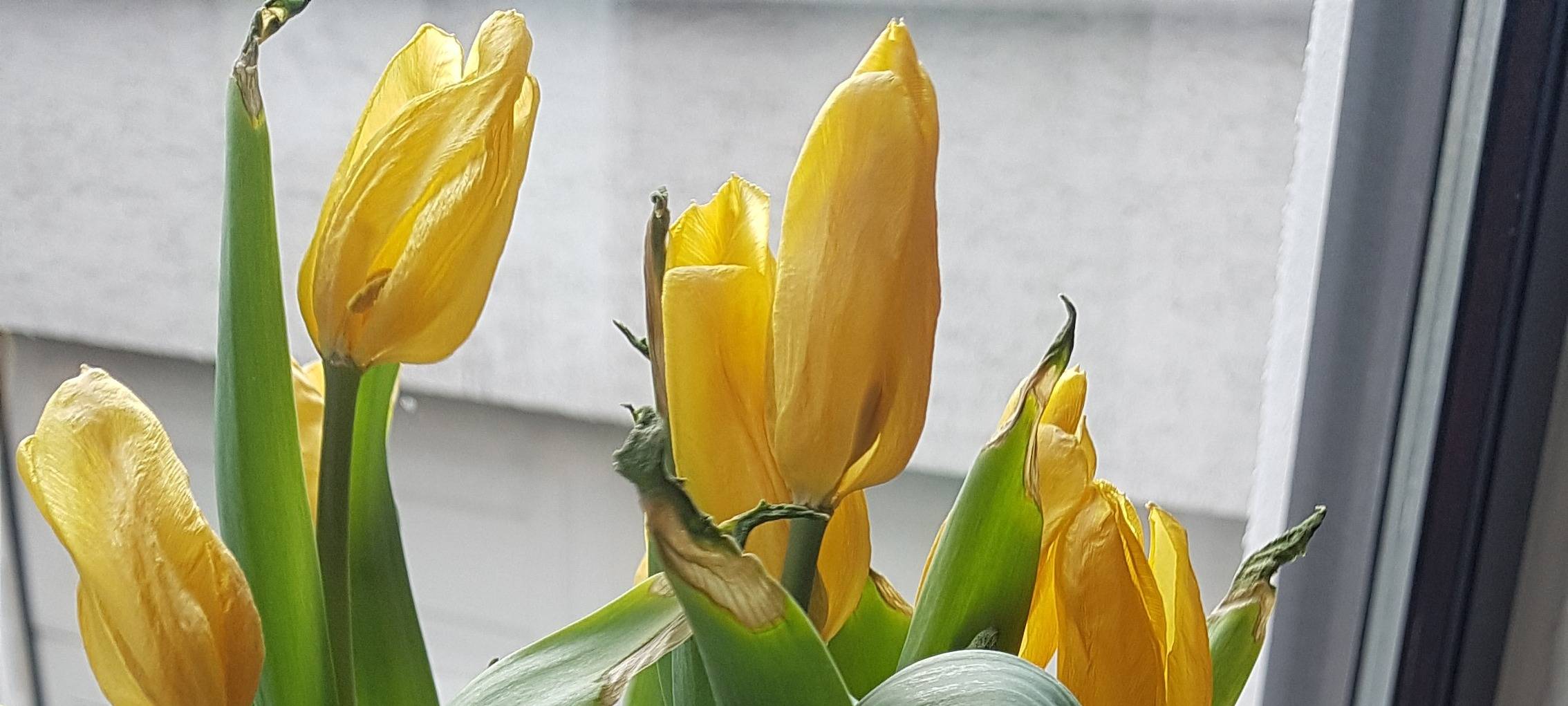 Zeigt uns Eure Schätzchen