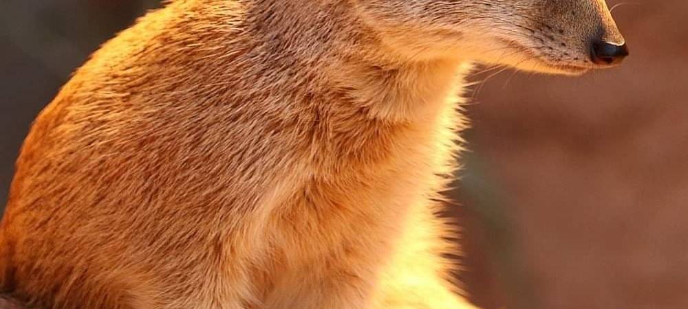 Tier der Woche: Fuchsmanguste im Dortmunder Zoo