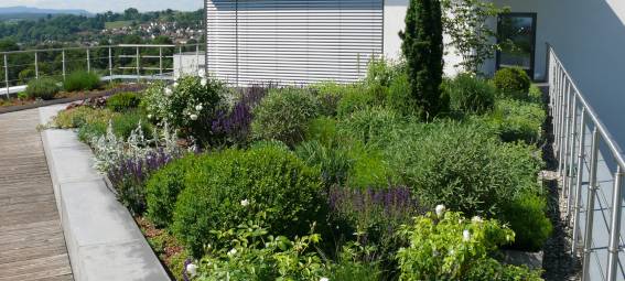 Stadt Dortmund fördert private Gründächer