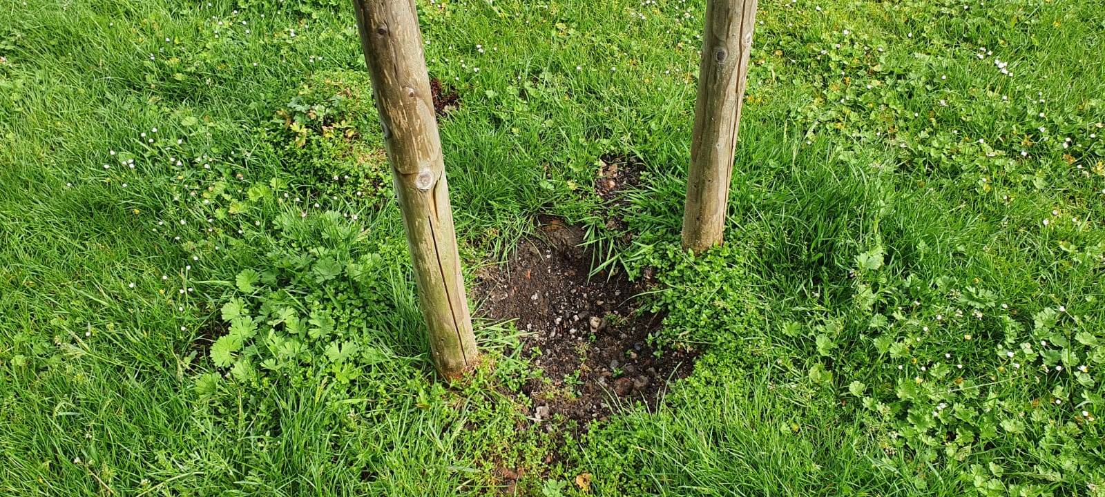 Dortmunder Krisenzentrum: Gedenkbaum gestohlen