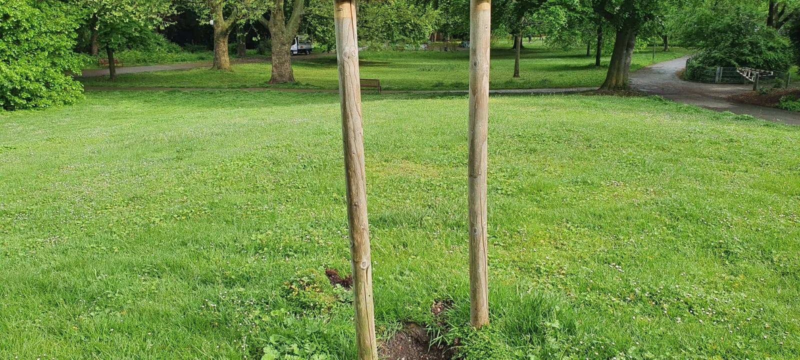 Dortmunder Krisenzentrum: Gedenkbaum gestohlen