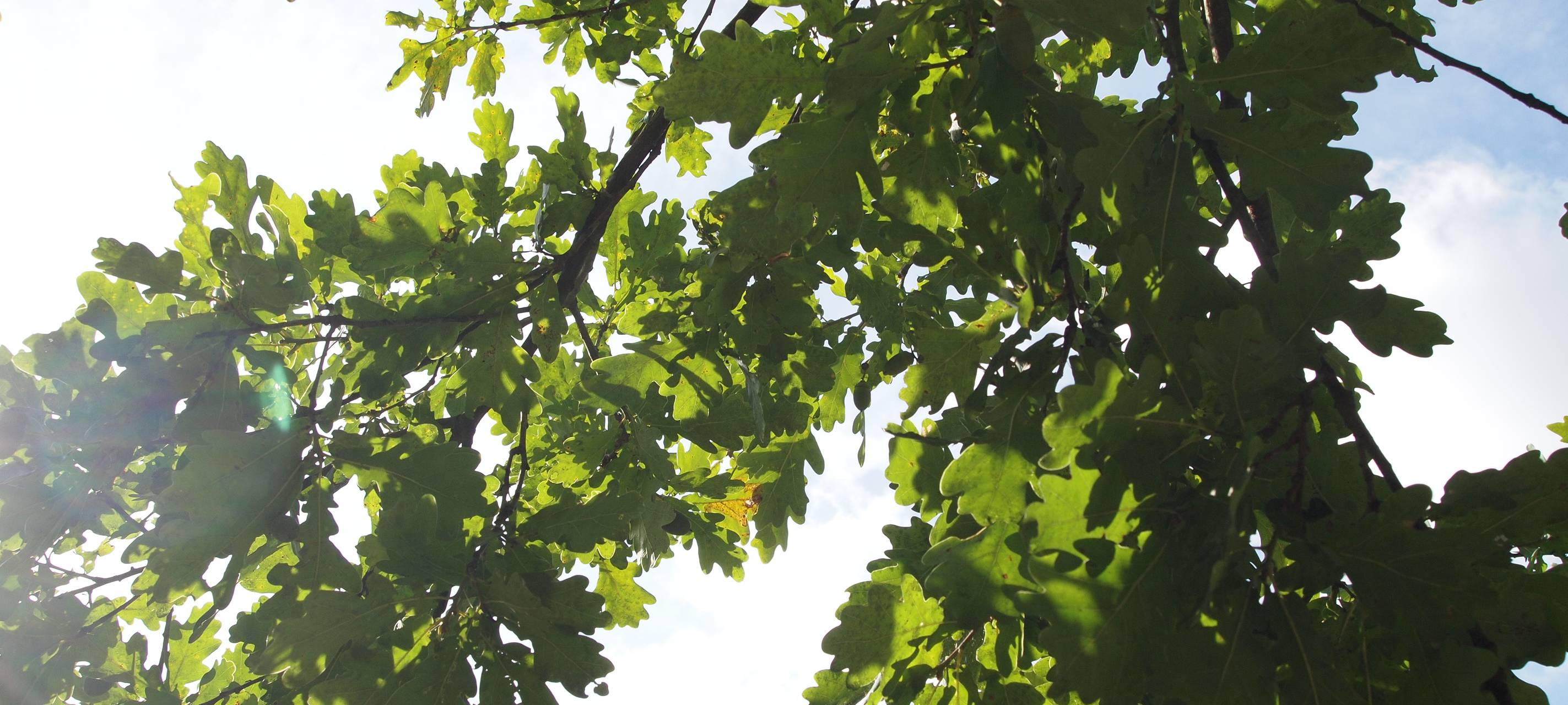 Stadt Dortmund bitte um Mithilfe bei der Bewässerung von Jungpflanzen