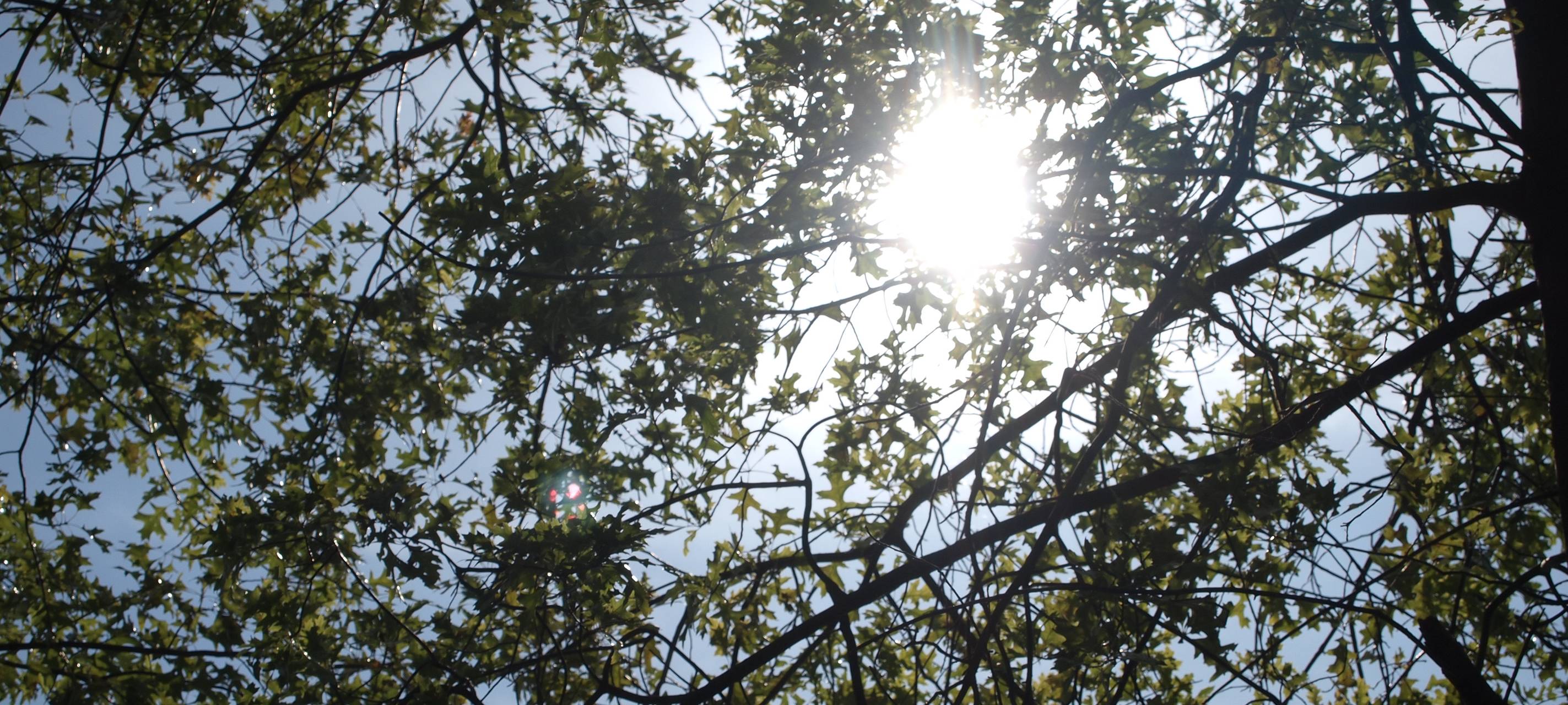 Dortmund: Helft mit bei der Wässerung der Straßenbäume!