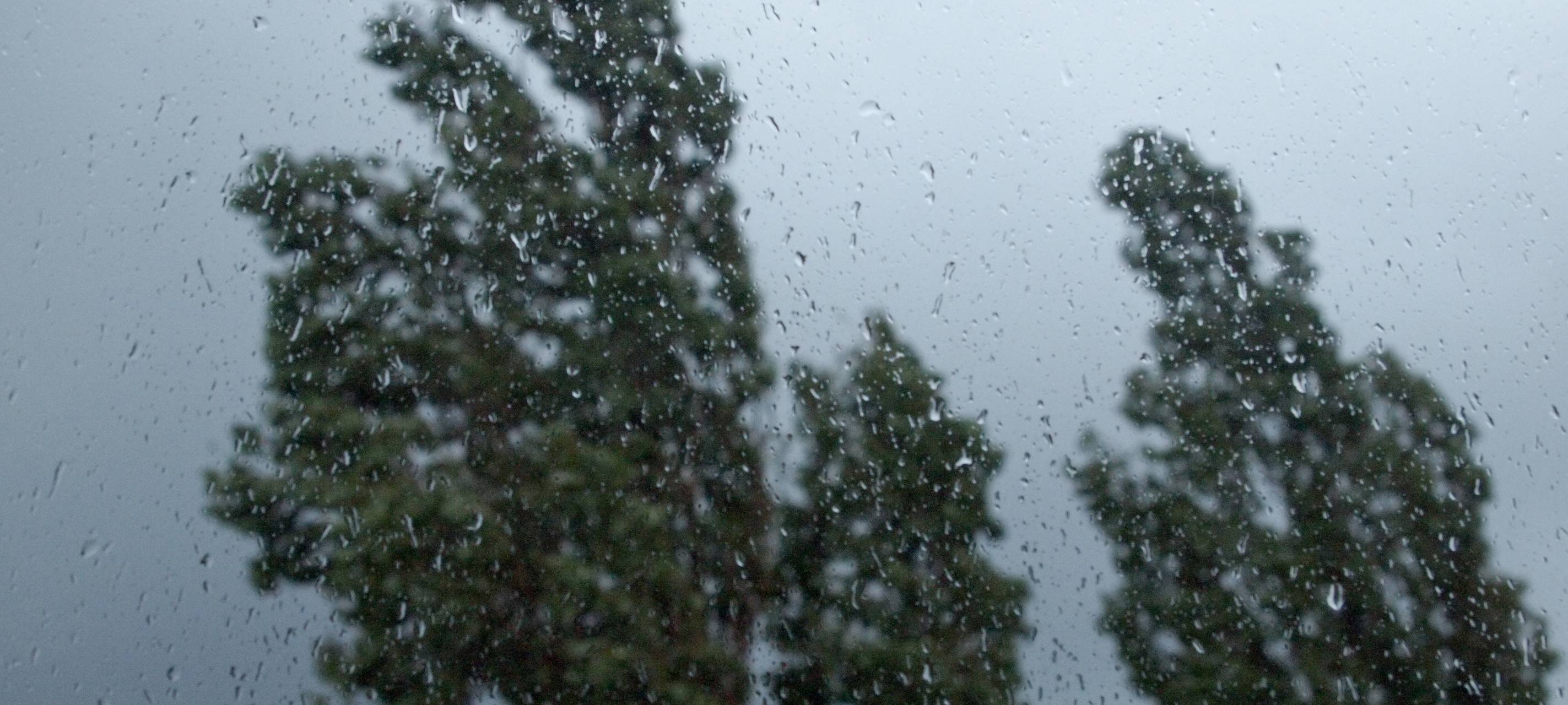 Regen in Dortmund für die Wälder Gold wert