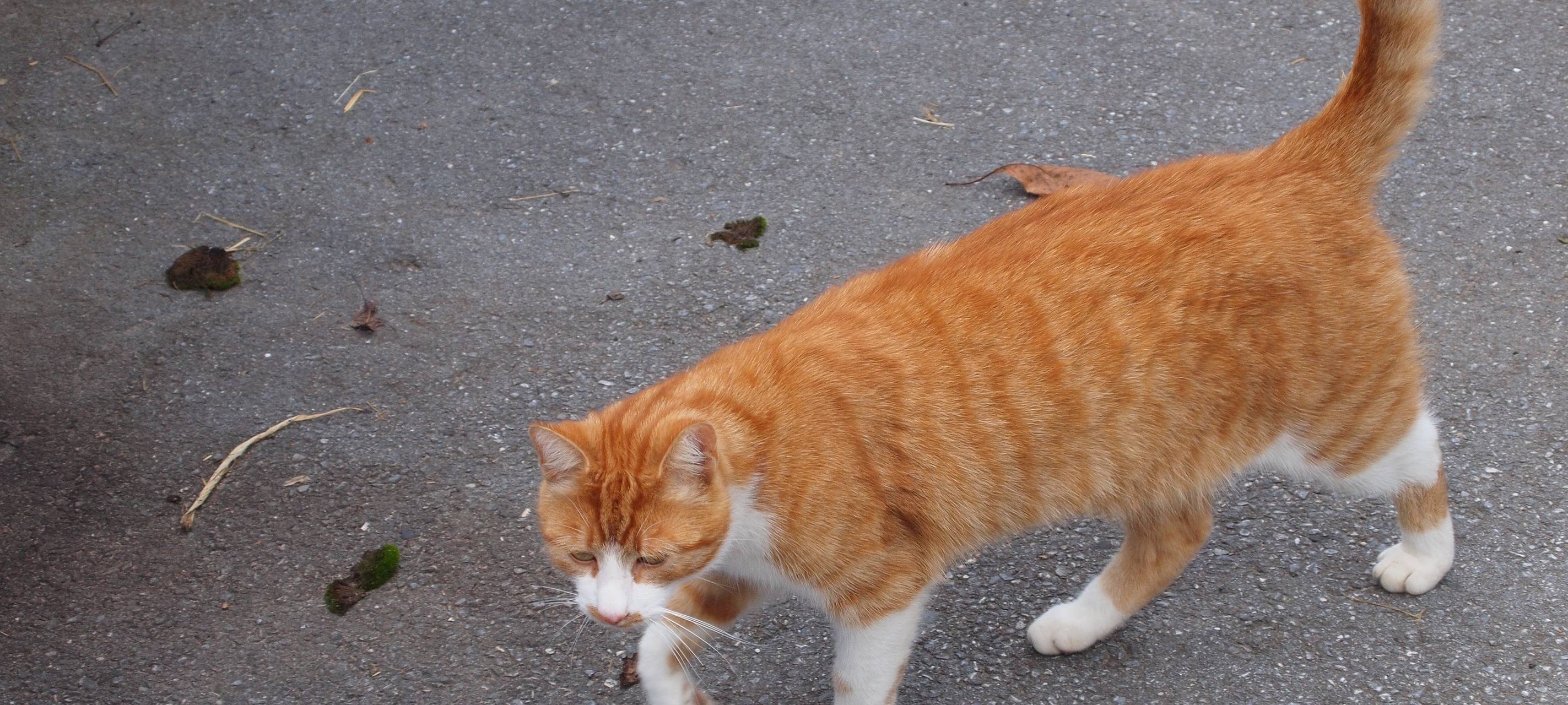 Dortmund: 30.000 Euro für Kastrations-Maßnahmen