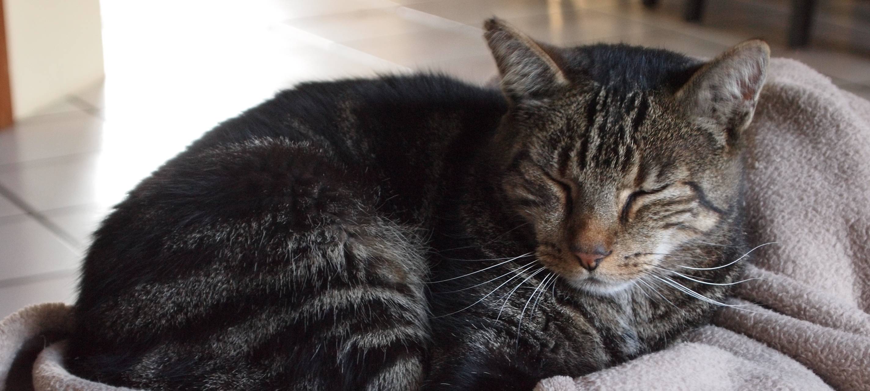 Dortmund: Hunde oder Katzen erschweren die Wohnungssuche