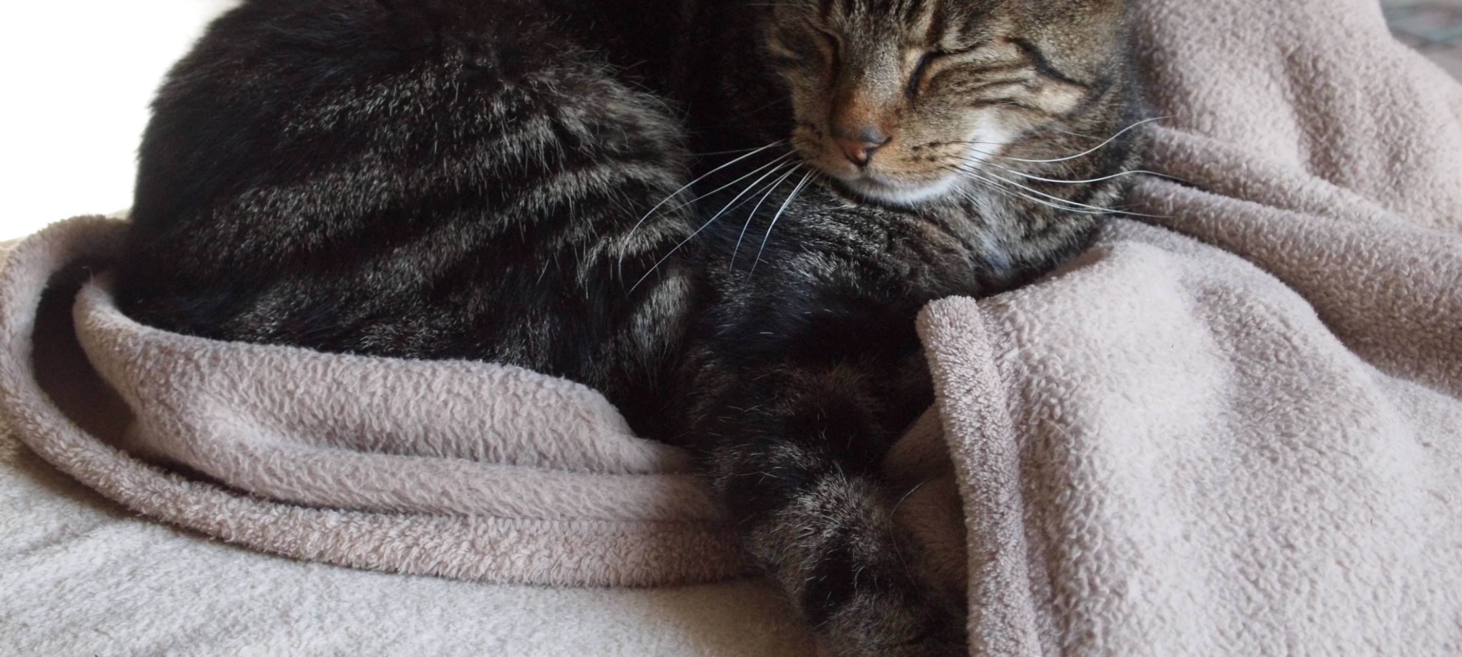 Dortmund lobt Tierschutzpreis aus