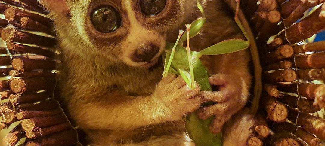 Tier der Woche: Plumploris im Dortmunder Zoo