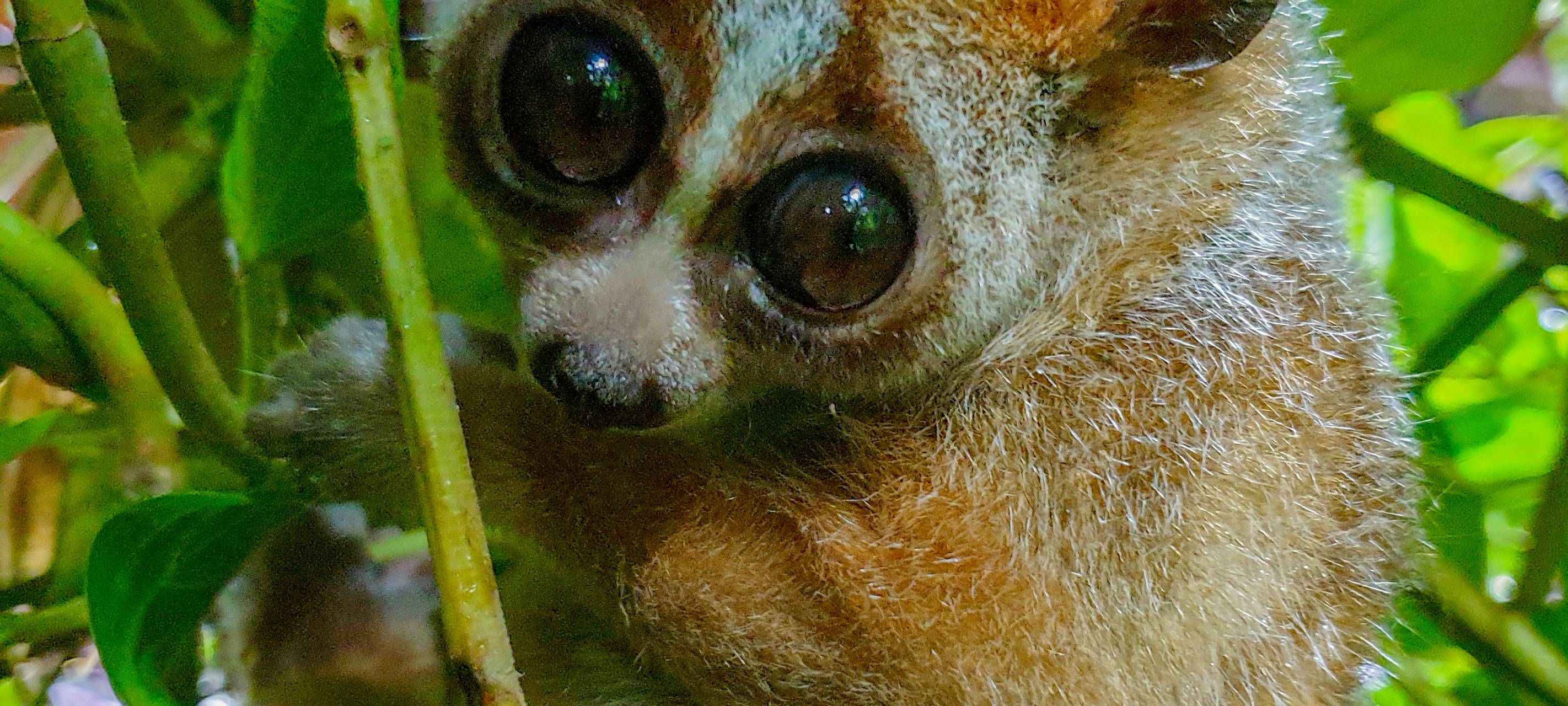 Tier der Woche: Plumploris im Dortmunder Zoo