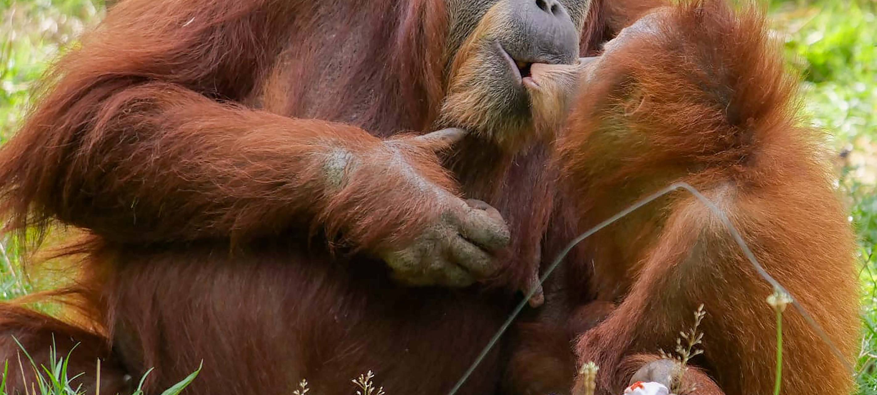 Orang-Utan-Dame im Dortmunder Zoo verstorben