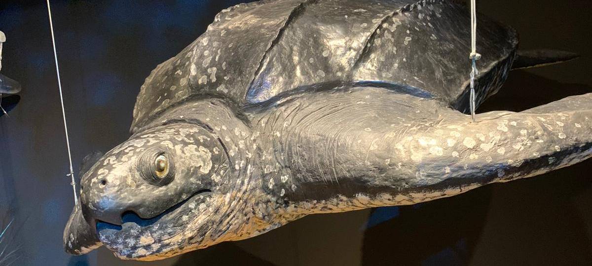 Die Saurier sind Los - zumindest im Dortmunder Naturmuseum!