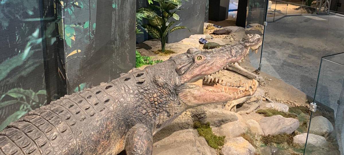 Die Saurier sind Los - zumindest im Dortmunder Naturmuseum!