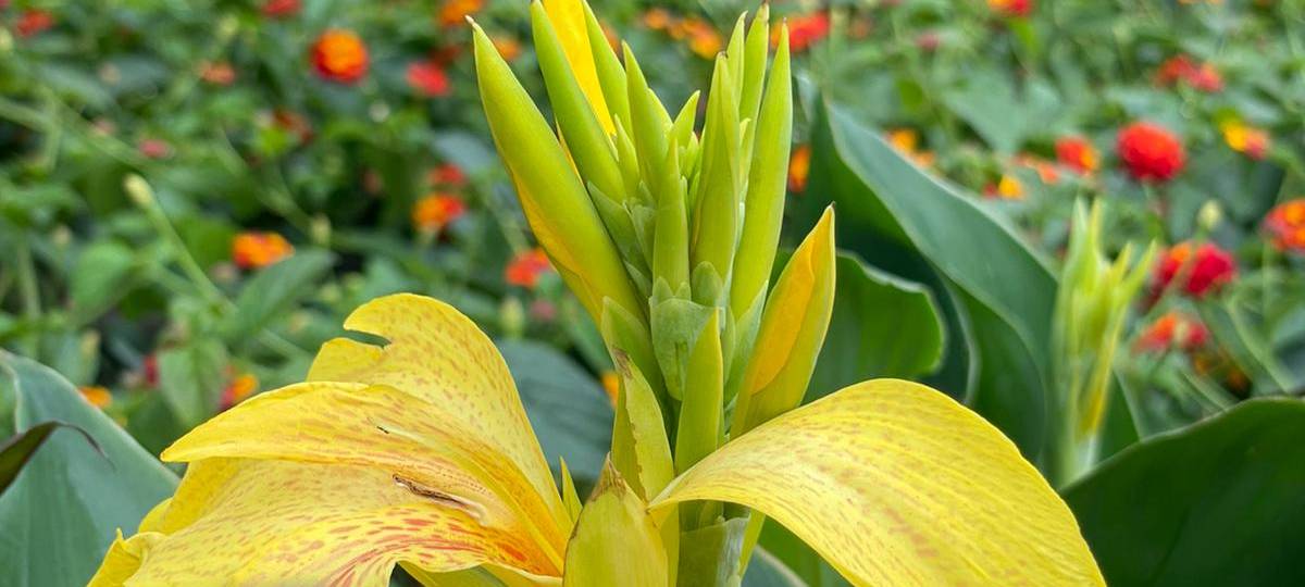 Dortmund: Gartenparadies an Reinoldikirche eröffnet