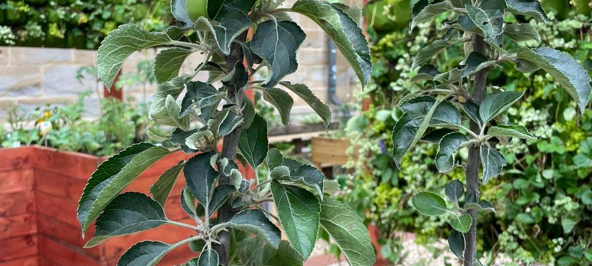 Dortmund: Gartenparadies an Reinoldikirche eröffnet