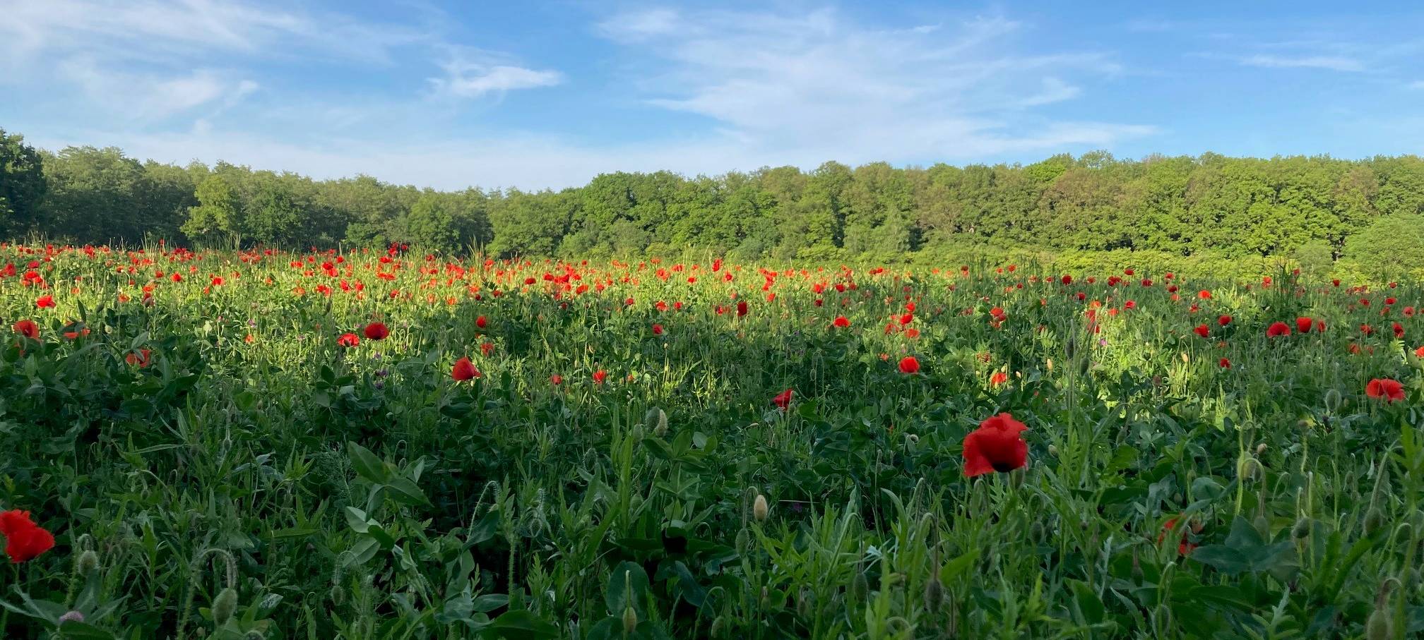Wunderschöne Mohnfelder in Dortmund