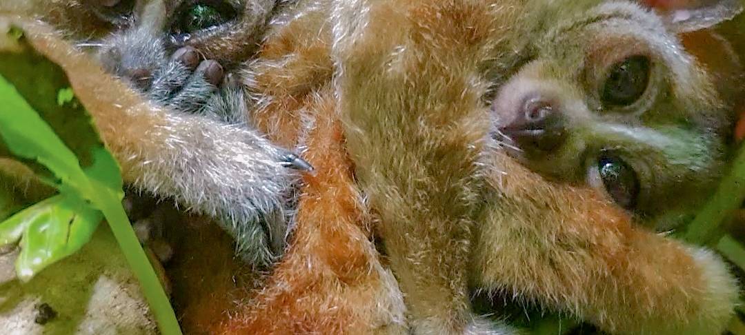 Tier der Woche: Plumploris im Dortmunder Zoo