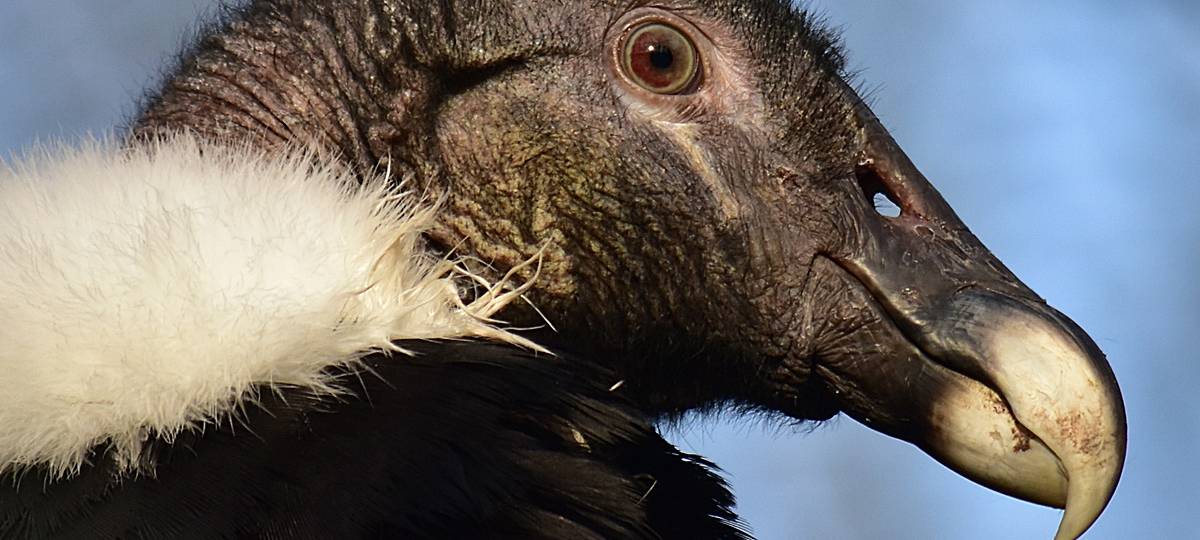 Tier der Woche: Andenkondoren aus dem Dortmunder Zoo