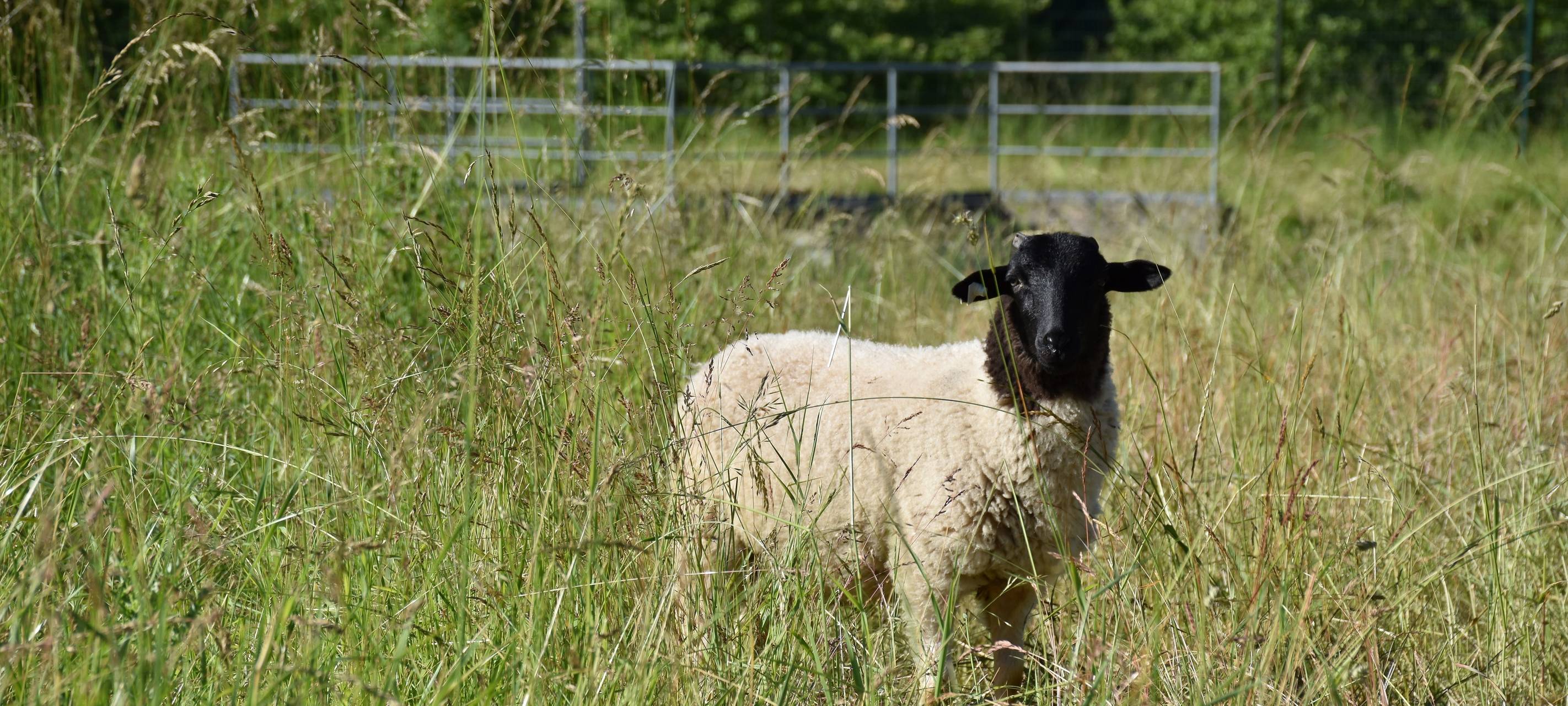 Pilotprojekt in Dortmund: Schafe als Rasenmäher an A40