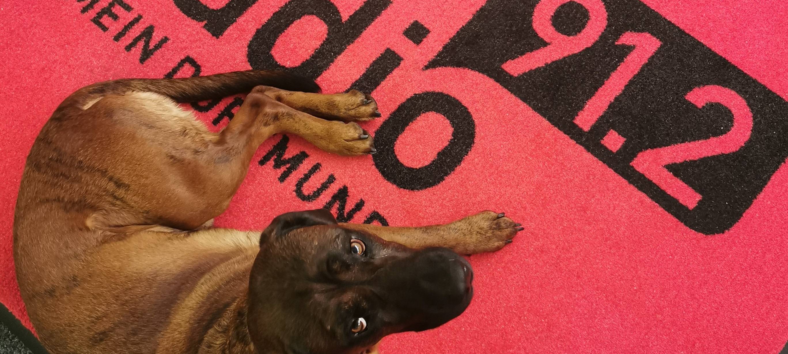 Internationaler Bürohunde-Tag bei Radio 91.2