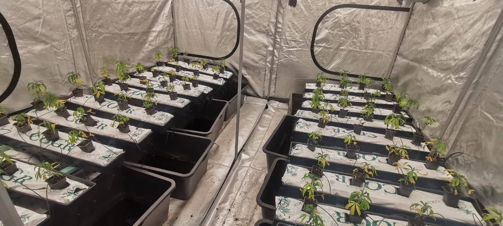 Dortmund: Illegale Hanfplantage in der Nordstadt