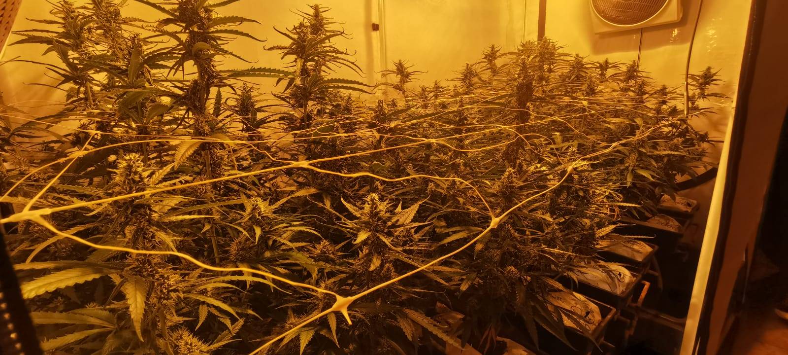 Dortmund: Illegale Hanfplantage in der Nordstadt