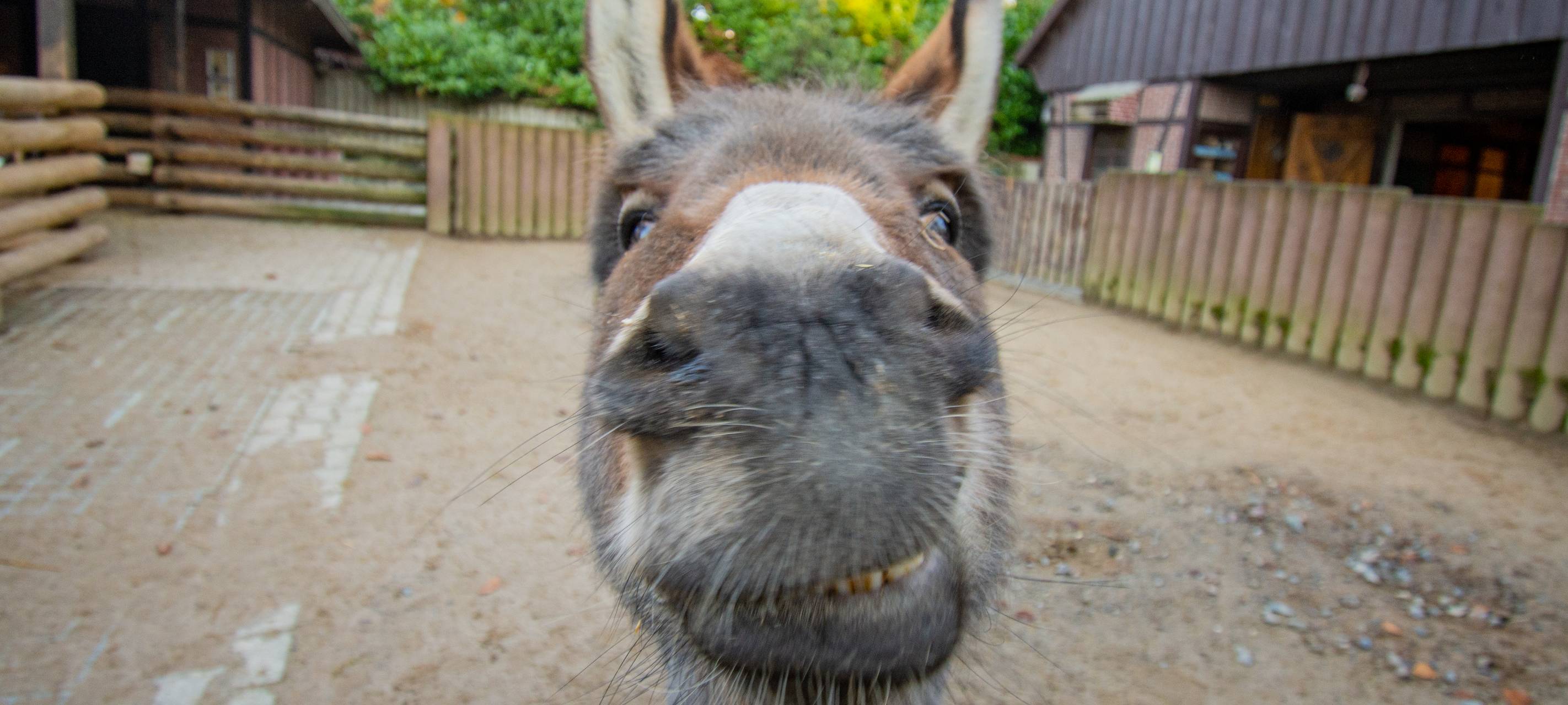 Tier der Woche: Esel Henkie aus dem Dortmunder Zoo