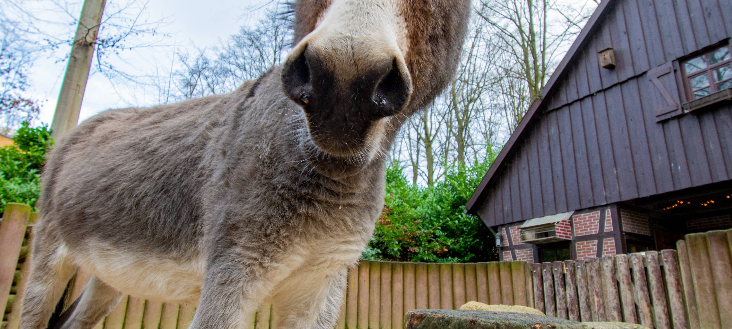 Tier der Woche: Esel Henkie aus dem Dortmunder Zoo