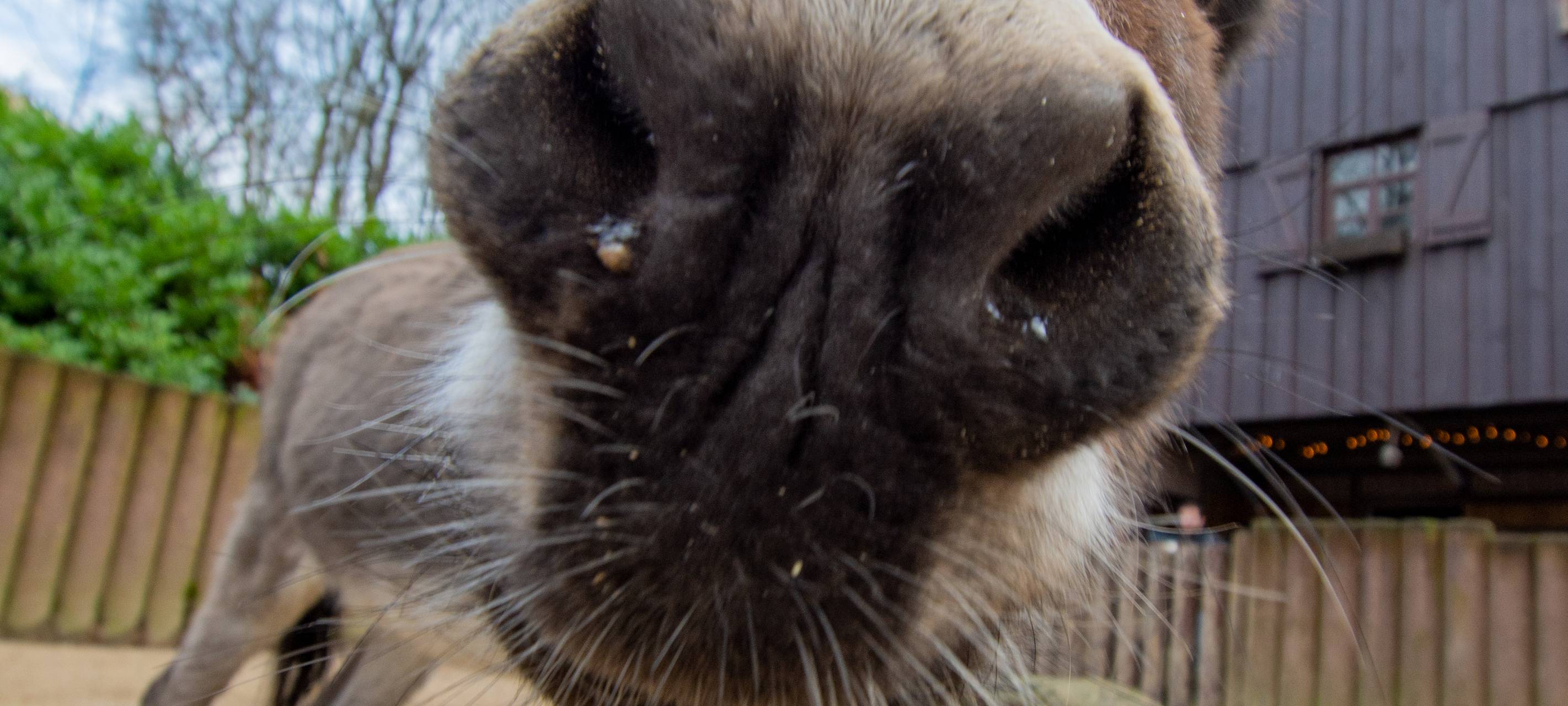 Tier der Woche: Esel Henkie aus dem Dortmunder Zoo
