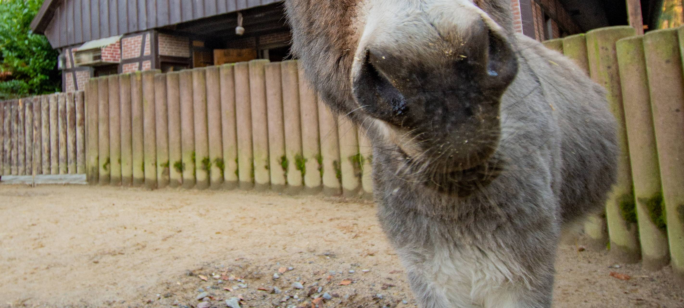 Tier der Woche: Esel Henkie aus dem Dortmunder Zoo